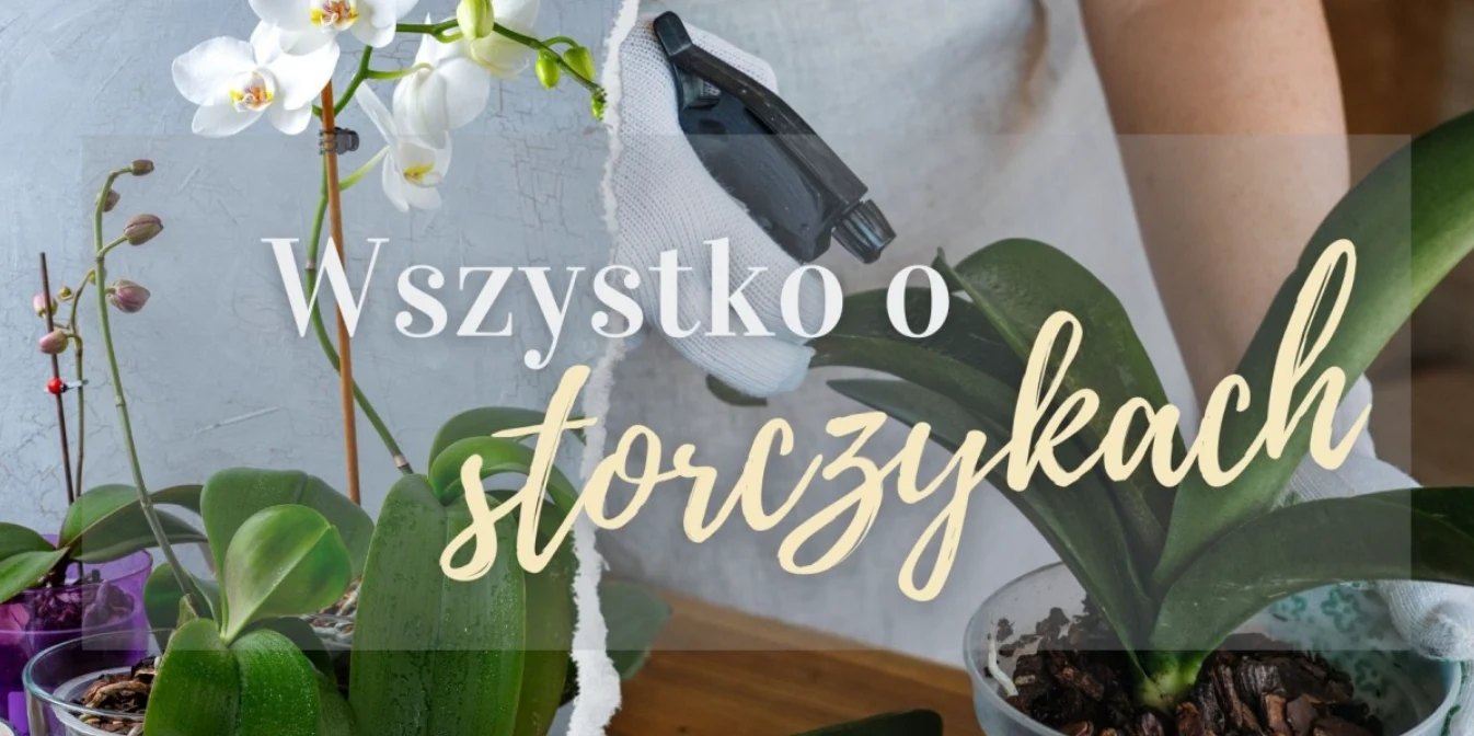 wszytko o storczykach