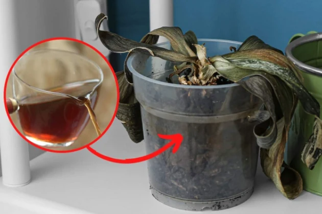 Wyjaśniamy, jak odratować gnijącego storczyka