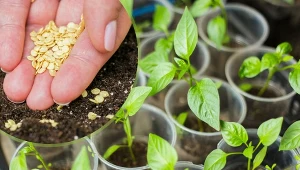 Termin wysiewu papryki na rozsadę przypada na styczeń i luty w zależności od gatunku.