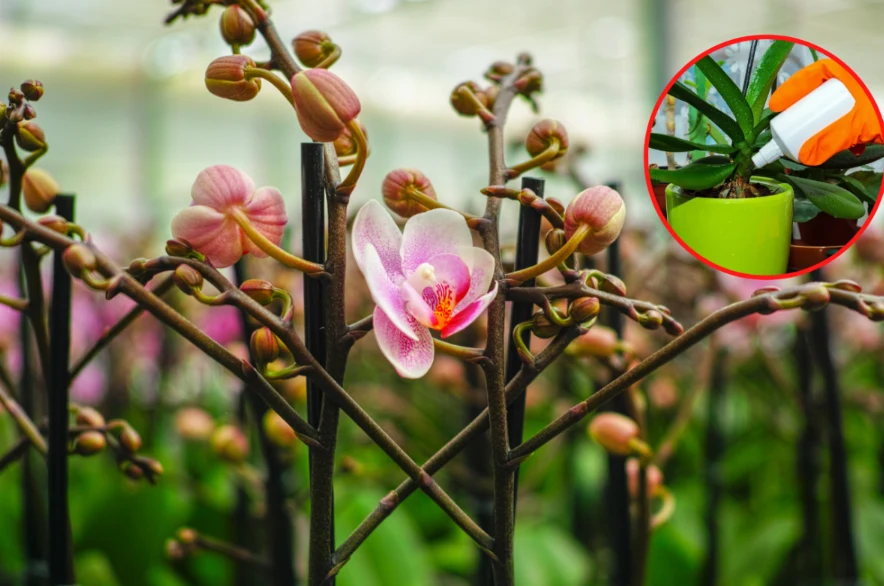 Storczyki wymagają dokarmiania przez cały rok