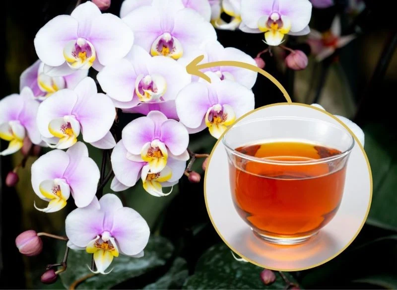 Nawożenie storczyków to podstawowy zabieg, który pobudza ich kwitnienie