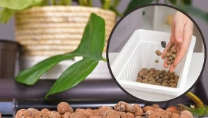 Keramzyt jest niezastąpiony w uprawie roślin domowych.