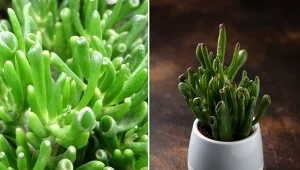 Liście drzewka szczęścia 'Hobbit' wyglądają jak uszy bajkowego ogra.