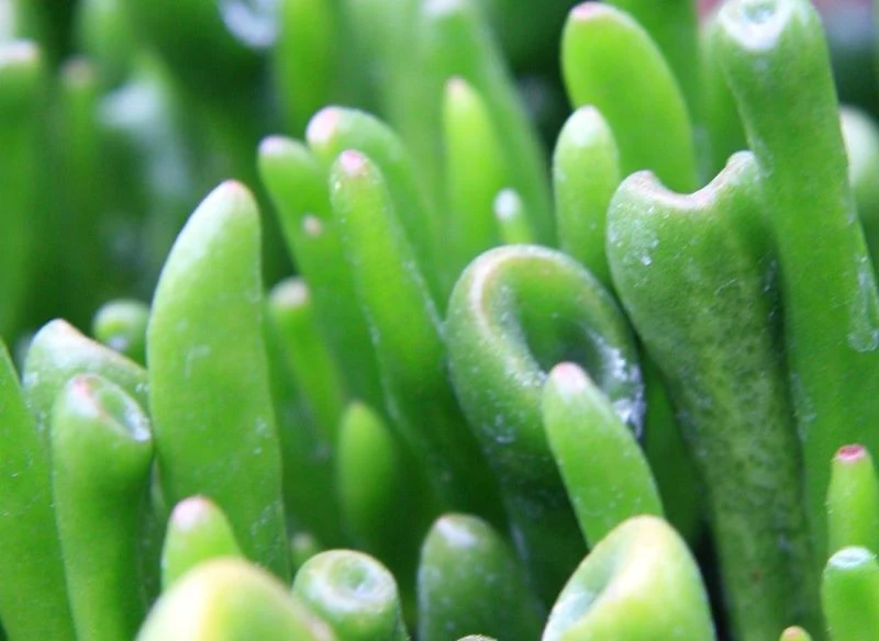 Crassula ovata 'Hobbit' jest rośliną prostą w uprawie