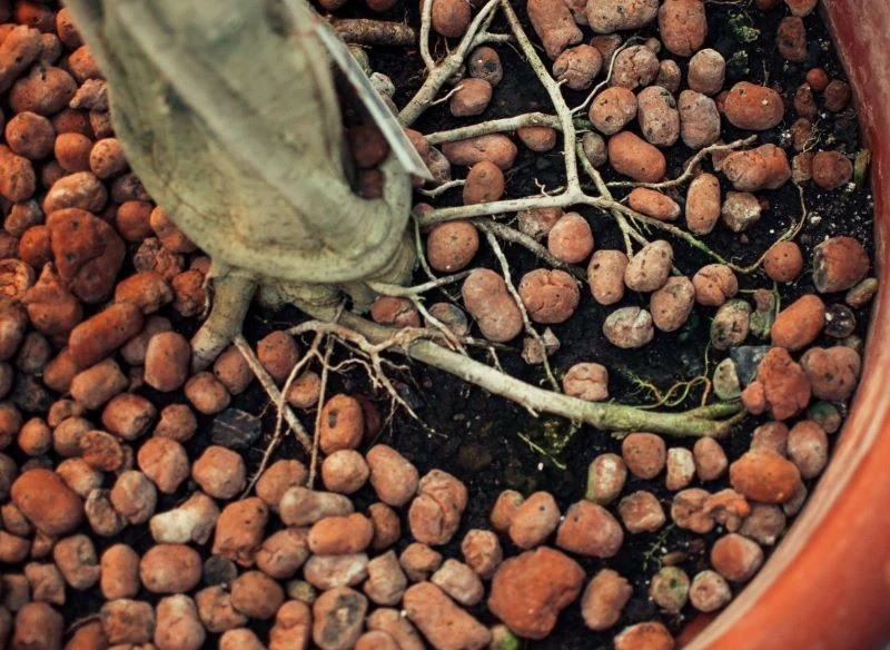 Keramzyt można wyłożyć również na wierzch podłoża w donicy