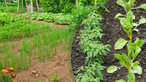 Marchewka obok cebuli, za rok bazylia obok pomidorów. Jak planować ogród?