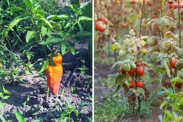 Nieodpowiednie sąsiedztwo warzyw na działce może doprowadzić do zahamowania rozwoju roślin, rozprzestrzeniania się chorób i szkodników