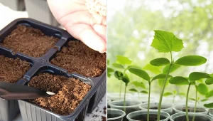 Kochają ciepło i słońce, nie cierpią przesadzania. Ogórki na rozsady wyhodujesz z nasion.