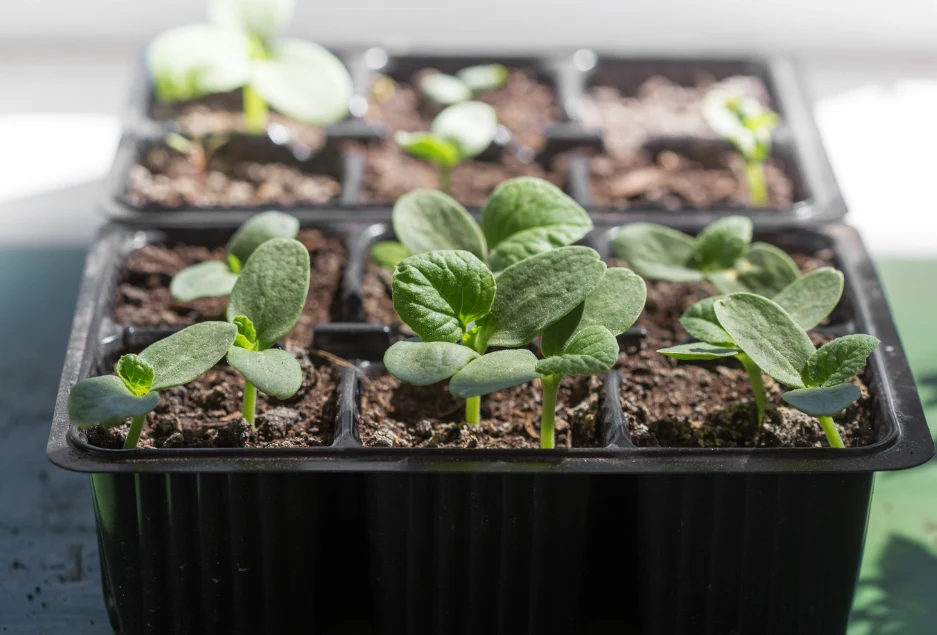 Kiedy sadzonki mają już po kilka liści, po ich zahartowaniu możesz przesadzić je do gruntu