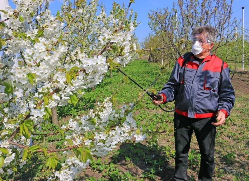 Miedzian pomoże w walce z rakiem bakteryjnym wiśni