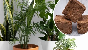 Ziemia kokosowa rozluźnia glebę i ją nawadnia. Sprawdza się w hodowli roślin domowych i ogrodowych.