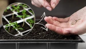 Nasiona pomidorów siejemy do ziemi lekkiej i przepuszczalnej.