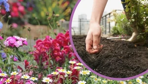 Najlepsze terminy wysiewu kwiatów do gruntu. Co i kiedy warto posiać w ogrodzie?