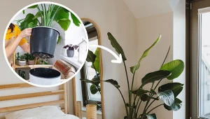 Liście strelicji się zwijają, a kwiatów brak? Wystarczy wprowadzić kilka zmian w uprawie.