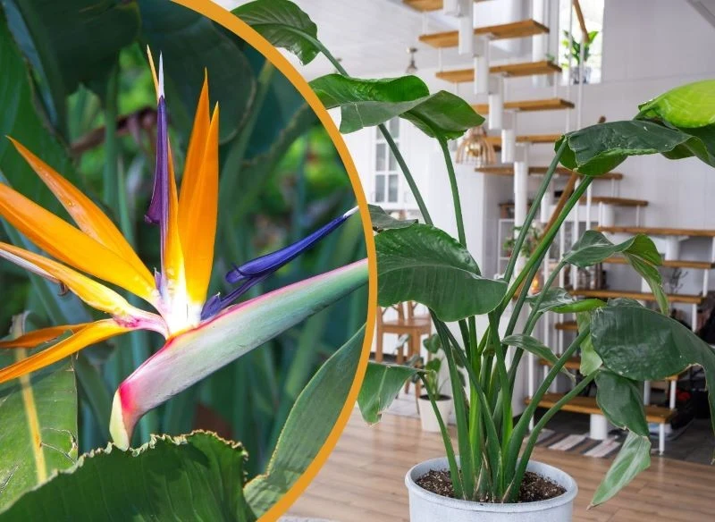 Ozdobą strelicji są jej egzotyczne kwiaty