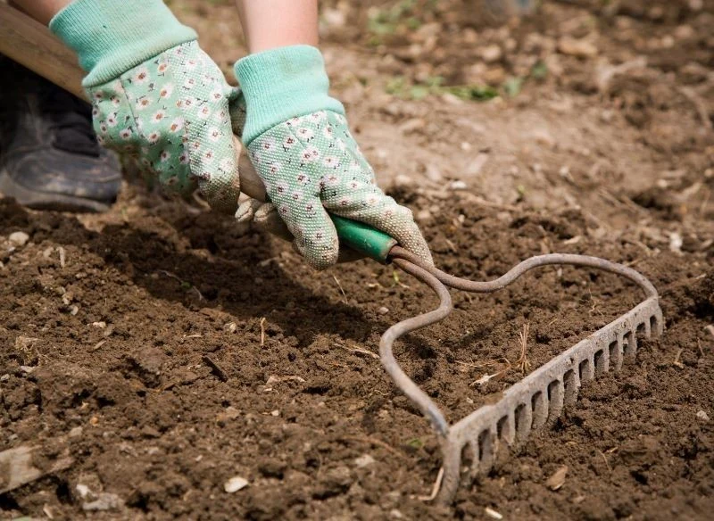 Wysiewając nasiona kwiatów wprost do gruntu, odpowiednio przygotujmy stanowisko