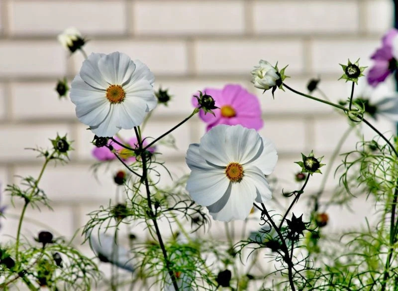 Kosmosy to kwiaty, których nasiona możemy wysiewać bezpośrednio na grządki