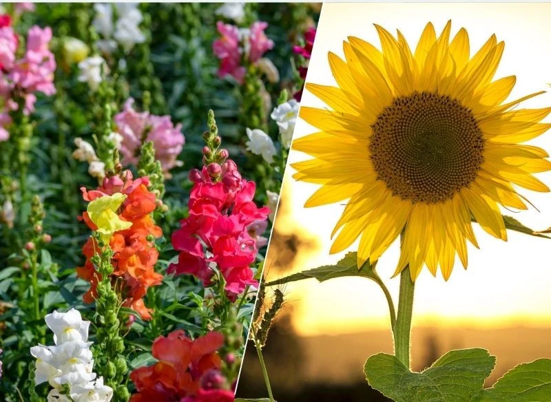 Lwie paszcze wysiejmy do gruntu w kwietniu, a słoneczniki w maju