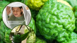 Pomarańcza bergamotka to hybryda gorzkiej pomarańczy i cytryny. Nie jest łatwa w uprawie, ale ma wiele zastosowań..