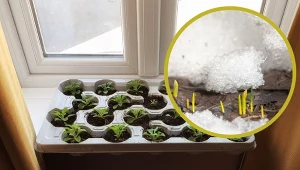 Zamiast przygotowywać tradycyjną rozsadę, wysiej nasiona bezpośrednio na zaśnieżoną grządkę.