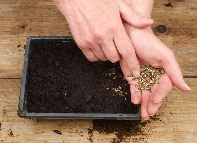 Przygotowanie własnej rozsady nie jest trudne