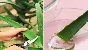 Podpowiadamy, jak przycinać liście aloesu i wydobywać z nich żel.