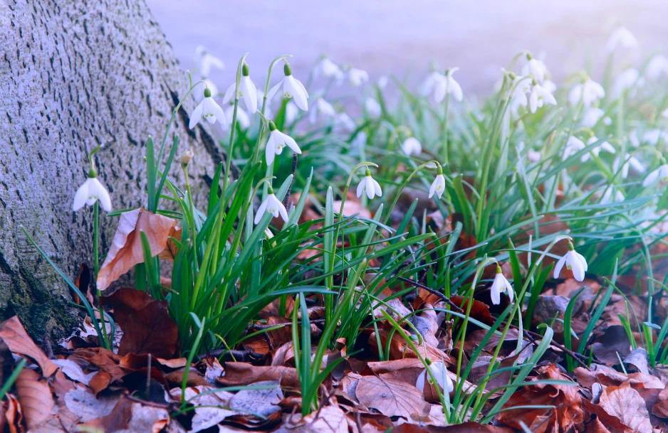 Okres kwitnienia przebiśniegów trwa przeważnie do dziesięciu dni