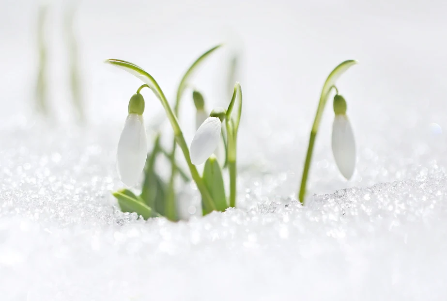 Na terenie zachodniej Polski białe kwiatuszki pojawiają się już w lutym, natomiast po wschodniej stronie dopiero w okolicy kwietnia