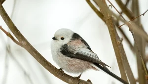 Raniuszek to jeden z najbardziej urokliwych ptaków występujących w naszym kraju.