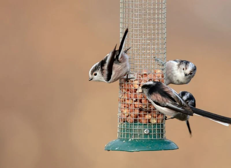 Czym dokarmiać raniuszki zimą