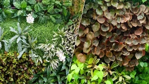 Zielone ściany z roślin cieszą się coraz większą popularnością.