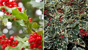 Ostrokrzew to roślina dobrze znana fanom Harr'ego Pottera