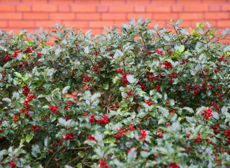 Ostrokrzew kolczasty to bardzo dekoracyjna roślina, która nie traci uroku również zimą