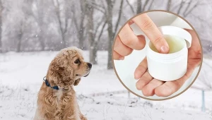 Przygotuj psie łapki na zimowy spacer, nakremuj je dokładnie, a zapewnisz im ochronę przez zimnem i chemią.