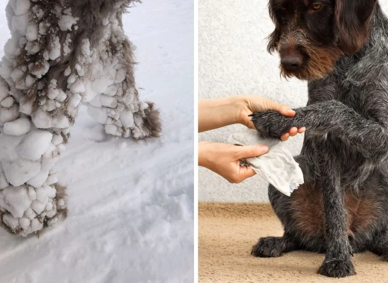Psie łapki wymagają specjalnej pielęgnacji, strzyżenie, wycieranie i balsamy ochronne to podstawa