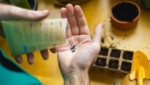 Nasiona niektórych roślin potrzebują pobudzenia do kiełkowania.