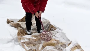 Czy trzepanie dywanów na śniegu działa? Wyjaśniamy.