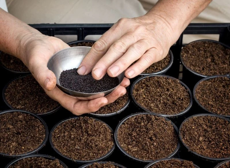 Stratyfikację nasion możemy przeprowadzić w lodówce lub na mrozie