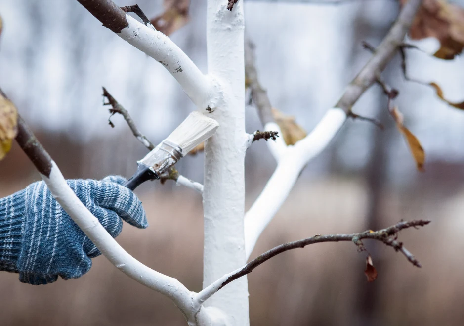 Bielenie pni drzew owocowych jest ważnym zabiegiem zimowym, ponieważ szczególnie na jabłoniach, śliwkach czy czereśniach mogą pojawić się tzw