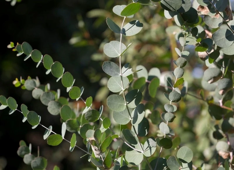 Eukaliptus można uprawiać w formie krzewu lub drzewka