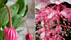 Medinilla wspaniała. Kwiat o nieprzeciętnym wyglądzie. Pielęgnacja, uprawa