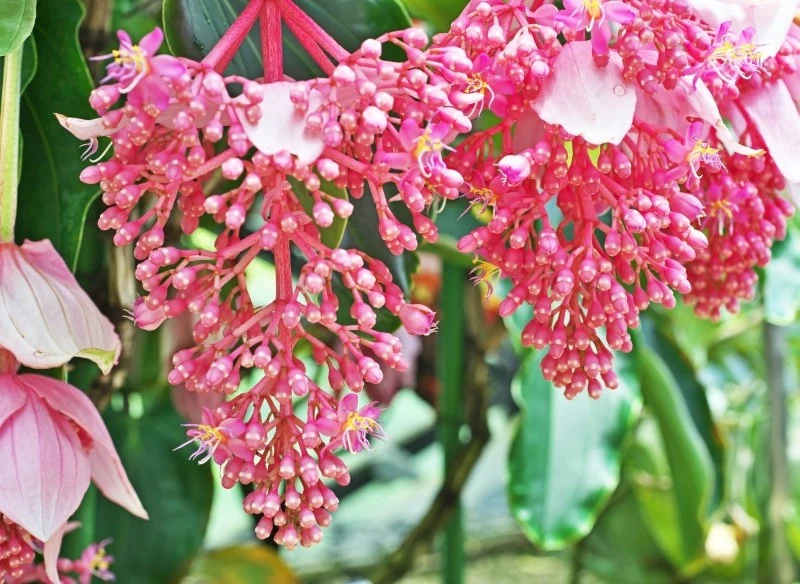 Medinilla wspaniała osiąga duże rozmiary i obficie kwitnie