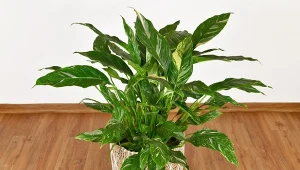 Skrzydłokwiat Diamond Variegata to unikatowa odmiana znanego i lubianego skrzydłokwiatu.