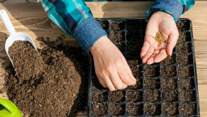 Wybór nasion wpływa na jakość, wydajność i zdrowie plonów.