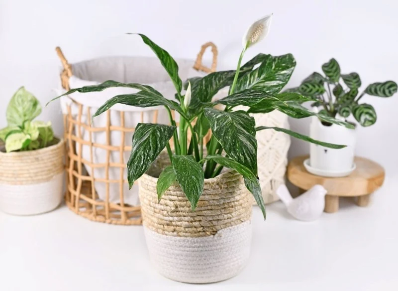 Skrzydłokwiat Diamond Variegata nie ma dużych wymagań, dlatego z jego uprawą poradzi sobie każdy