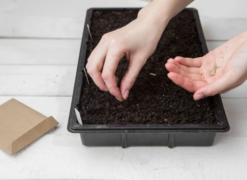 Nasiona F1 są produktem heterozyjnym, inaczej mieszańcowym