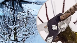 Śliwa wymaga odpowiedniej pielęgnacji, a przede wszystkim prawidłowego cięcia.