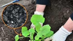 Rozbierz choinkę i przygotują ją do przerobienia na... węgiel drzewny. Przyda się później w uprawie roślin ogrodowych i doniczkowych.