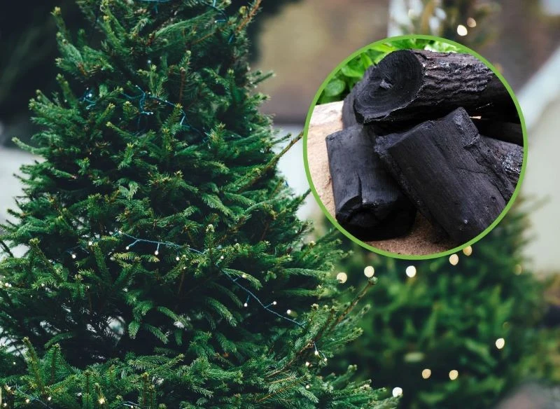 Szykując choinkę do przerobienia na węgiel drzewny, rozbierz ją z lampek