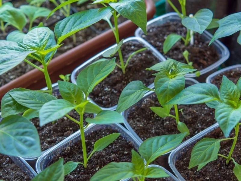 Paprykę uprawia się z rozsady
